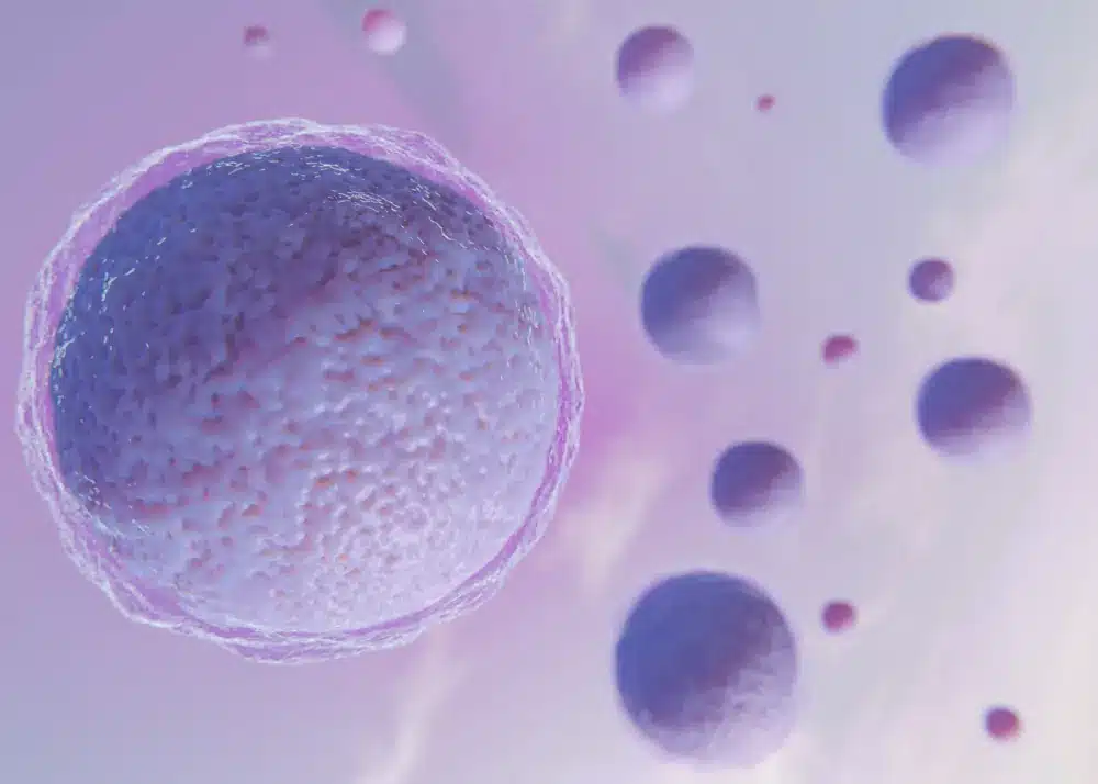 Blastocyst Culture and Transfer​
